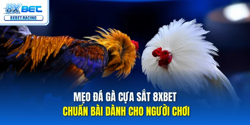 Mẹo đá gà cựa sắt 8xbet chuẩn bài dành cho người chơi