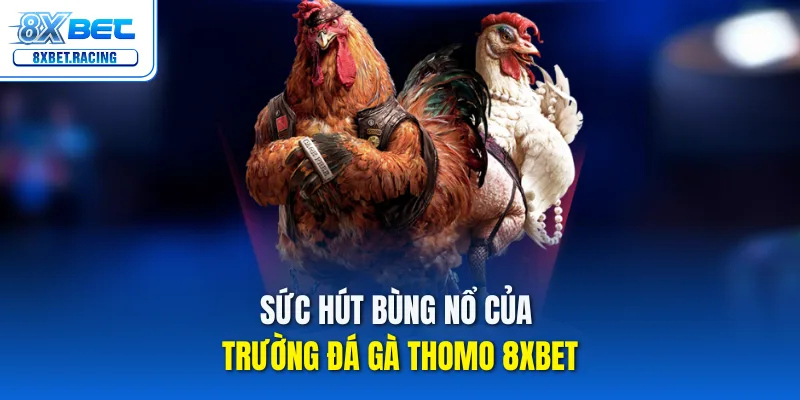 Sức hút bùng nổ của trường đá gà Thomo 8xbet
