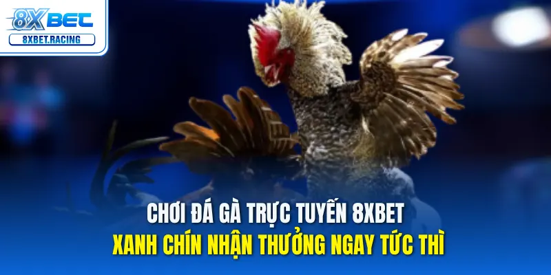 Đá gà 8xbet – Xanh chín, nhận thưởng liền tay!