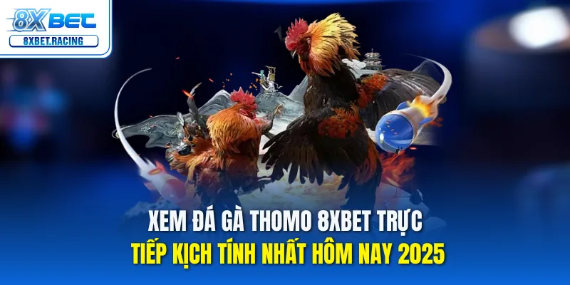 Thomo 8xbet – Trực tiếp đá gà, cảm giác nghẹt thở!